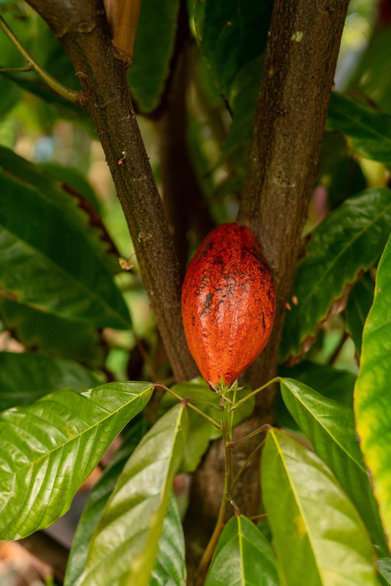 Jungle Haven Ocean Front Eco Villa On Fruit Farm パホア エクステリア 写真