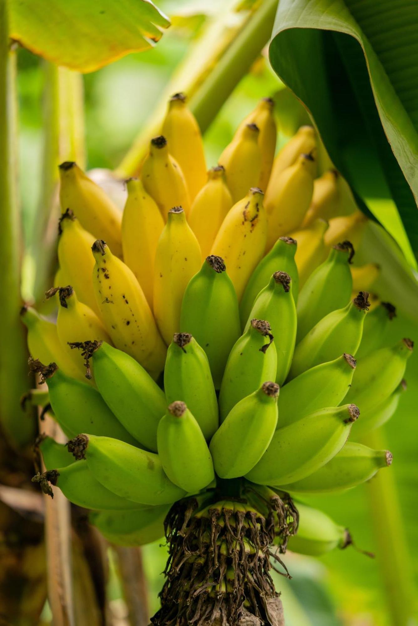 Jungle Haven Ocean Front Eco Villa On Fruit Farm パホア エクステリア 写真