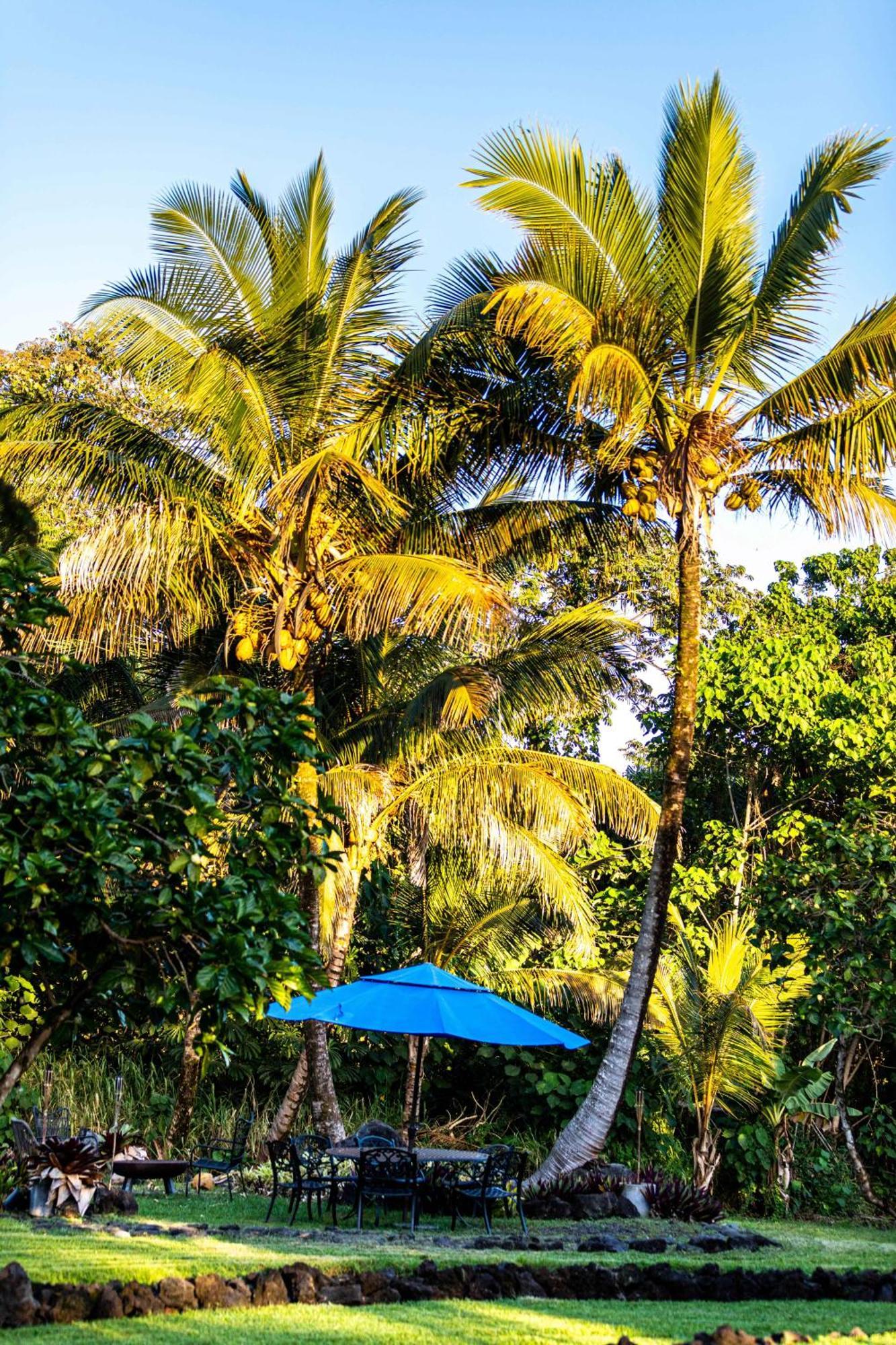 Jungle Haven Ocean Front Eco Villa On Fruit Farm パホア エクステリア 写真